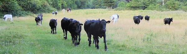 Cows in White Bottom