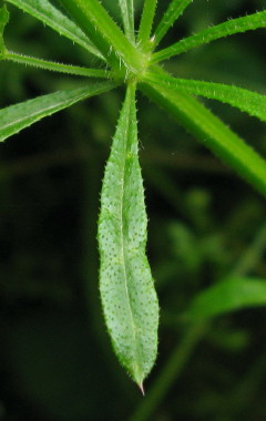 Leaf bristles