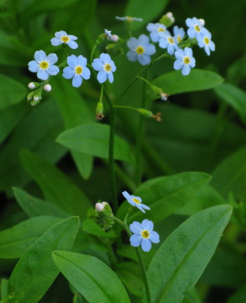 Water Forget-me-not plants