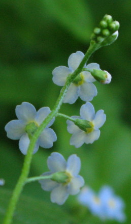 Water Forget-me-not calyx