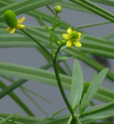 Celery-leaved Buttercup flowers