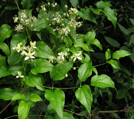 Clematis plant