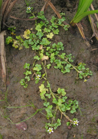 Ivy-leaved Crowfoot plant