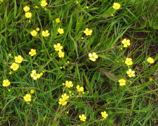 Lesser Spearwort plant