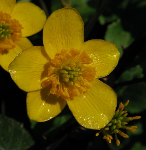 Marsh Marigold flower
