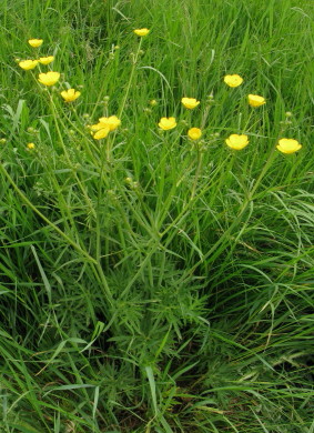 Meadow Buttercup plants