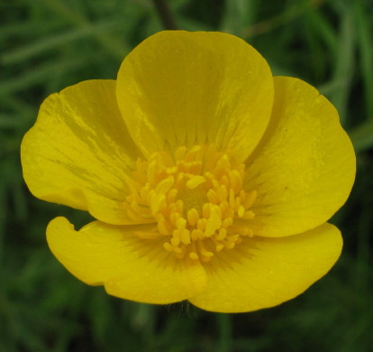 Meadow Buttercup flower
