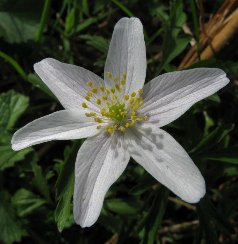 Wood Anemone flower