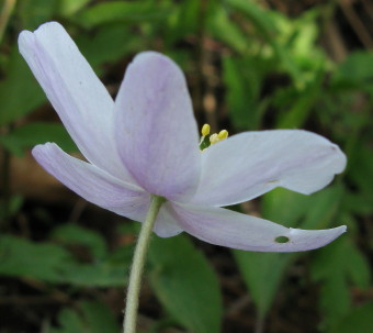 Flower underside
