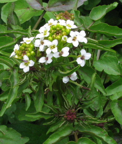 Water-cress flowers