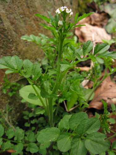 Wavy Bitter-cress plant