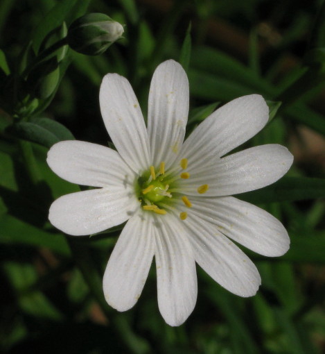 Greater Stitchwort flower