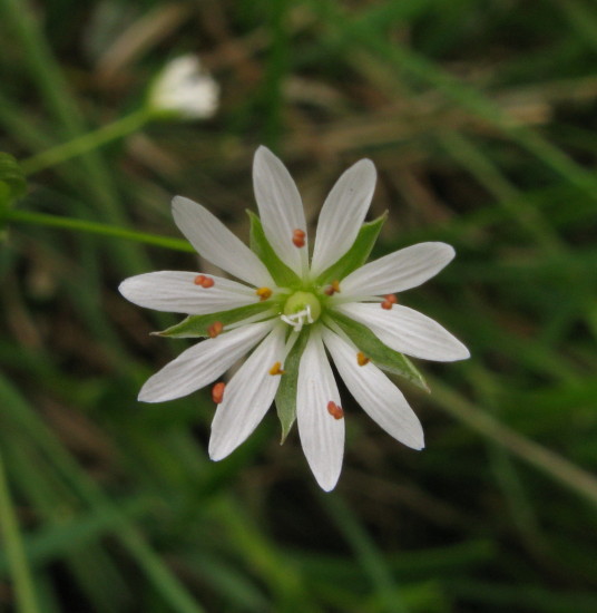 Lesser Stitchwort flower