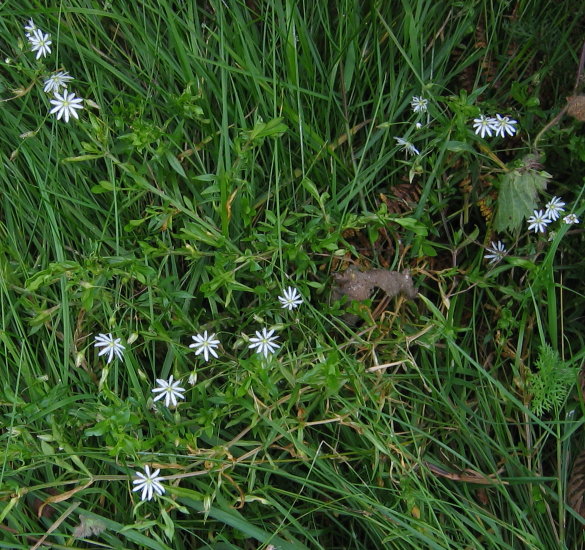 Lesser Stitchwort plants