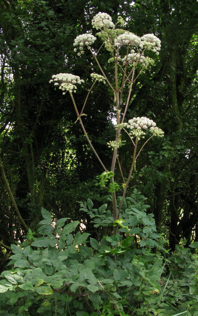 Angelica plant