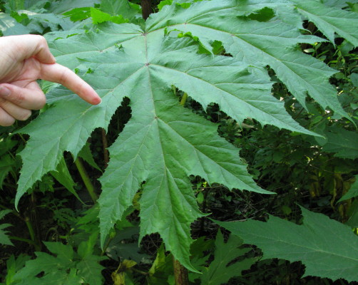 Leaves, with hand to scale