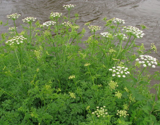 Hemlock Water-dropwort plant