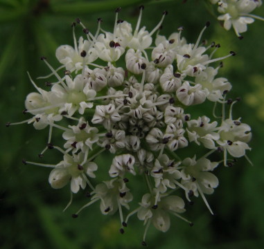 Hemlock Water-dropwort flowers