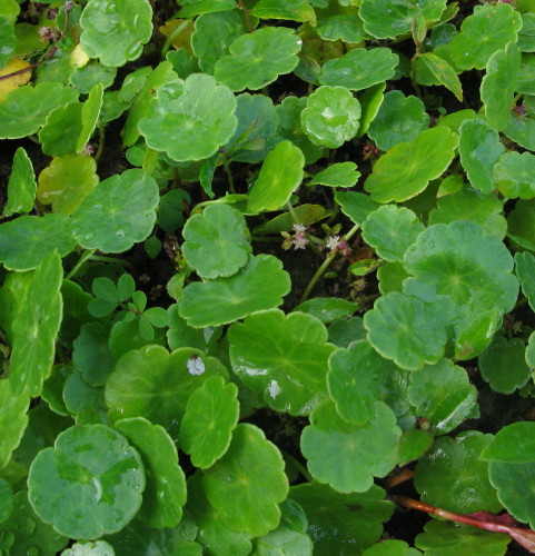 Marsh Pennywort plant