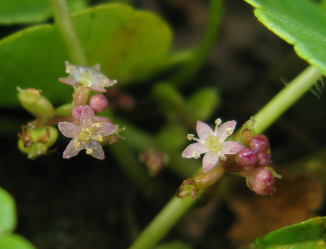 Marsh Pennywort flowers