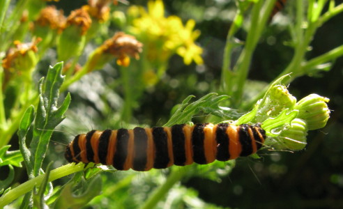Caterpillar on ragwort