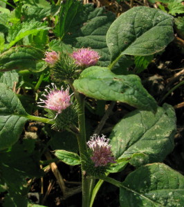 Lesser Burdock plant