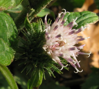Lesser Burdock flower