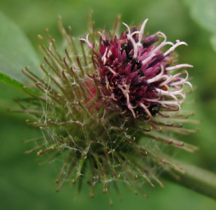 Wood Burdock flower