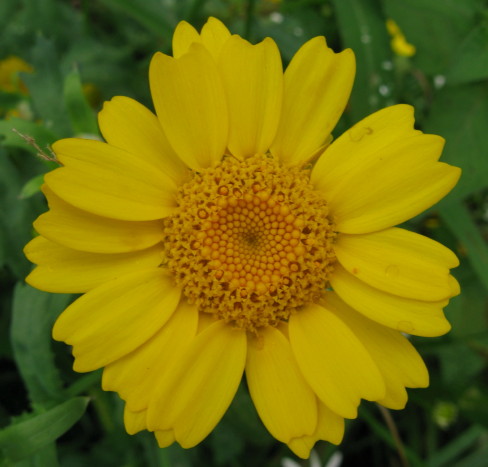 Corn Marigold flower