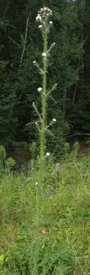Marsh Thistle plant