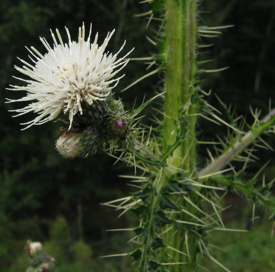 Marsh Thistle spines