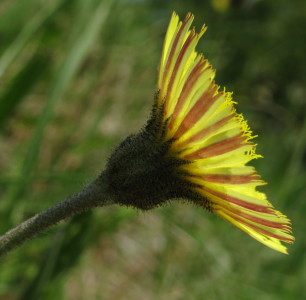 Mouse-ear Hawkweed flower undersides
