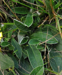 Mouse-ear Hawkweed leaves