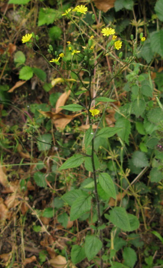 Nipplewort plant