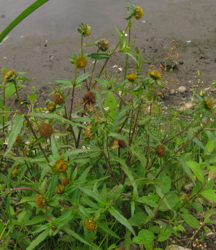 Nodding Bur-marigold plant
