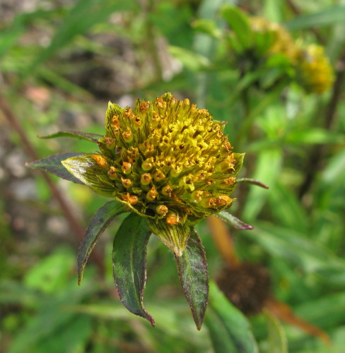 Nodding Bur-marigold flower