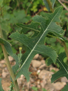 Pinnatifid leaves