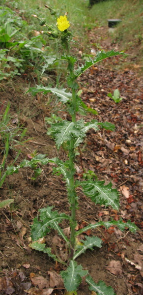 Prickly Sow-thistle plant