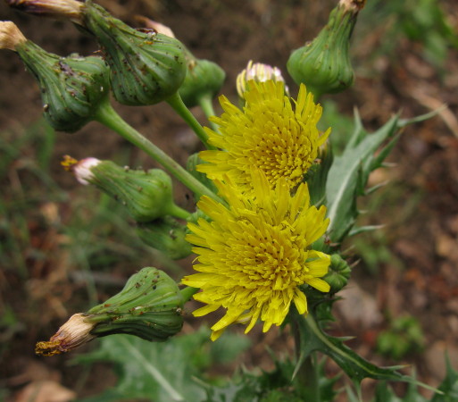 Prickly Sow-thistle flower