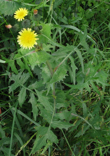 Smooth Sow-thistle plant
