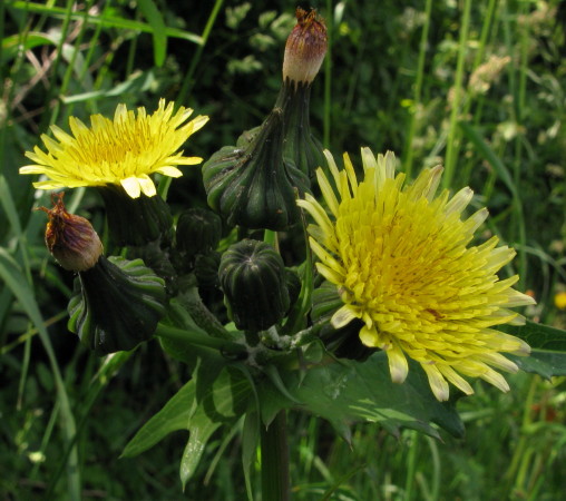 Smooth Sow-thistle flower