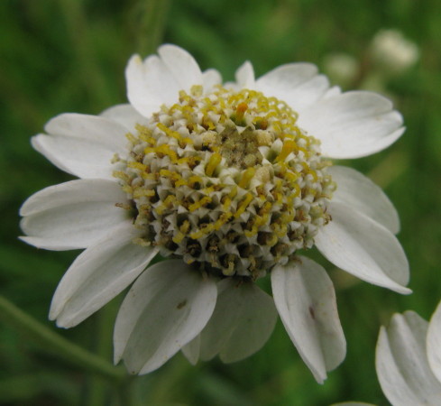 Sneezewort flower