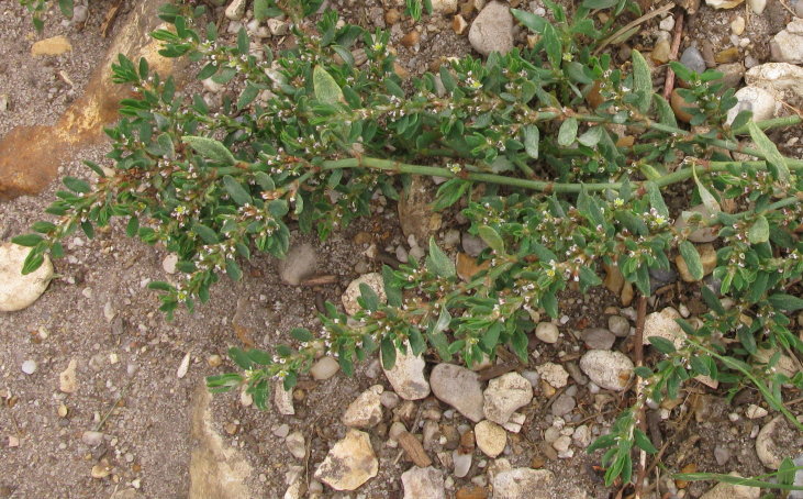 Knotgrass plants, prostrate version