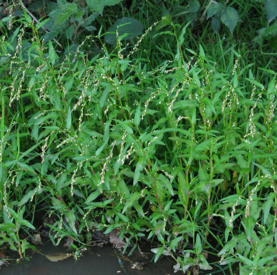 Water-pepper plants