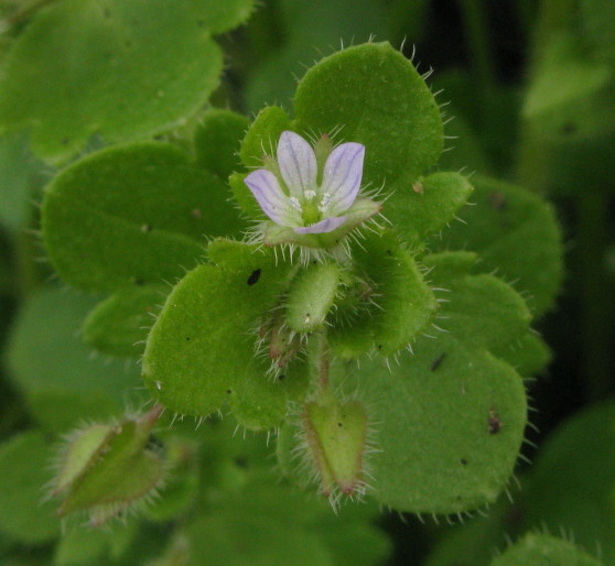 Ivy-leaved Speedwell flowers
