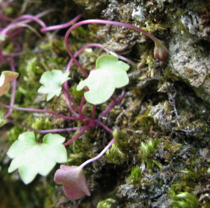 Ivy-leaved Toadflax seeds