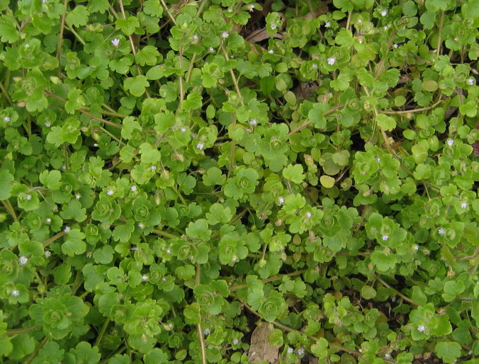 Ivy-leaved Speedwell plant