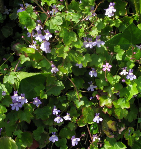 Ivy-leaved Toadflax plants
