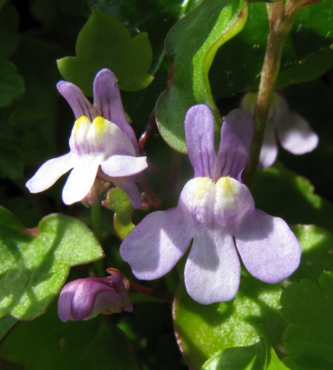 Ivy-leaved Toadflax flowers