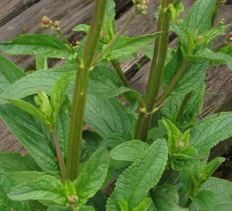Stem and Leaves